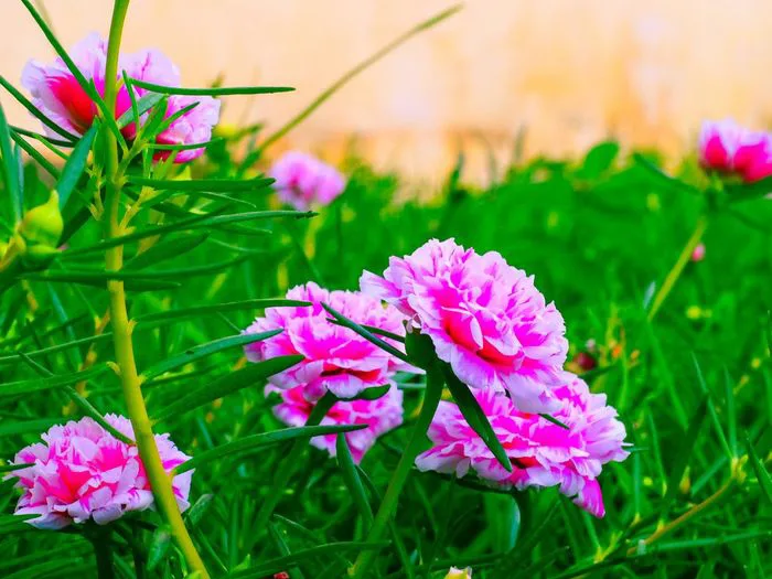 Tuyển tập những hình ảnh đẹp nhất về hoa mười giờ