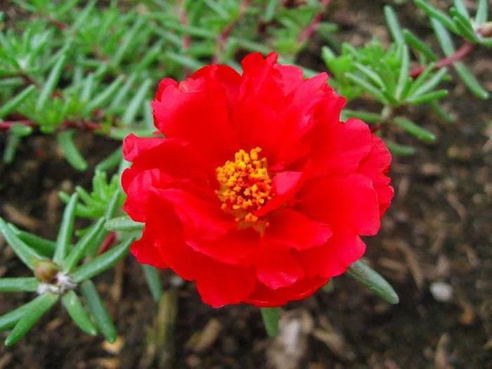 Hoa Mười giờ - Phật giáo A Lưới