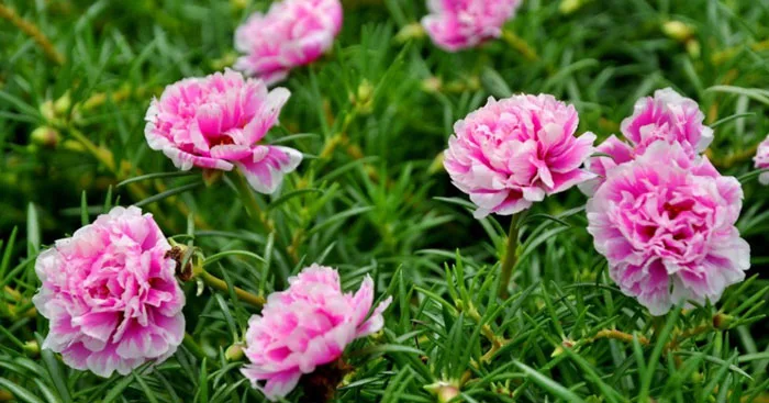 TOP 7 bài Tả hoa mười giờ lớp 4 siêu hay