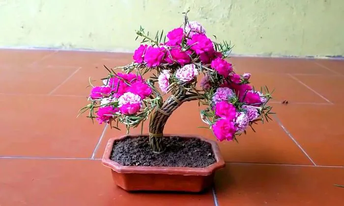 Hoa mười giờ: Đặc điểm, cách trồng và chăm sóc đúng kỹ thuật