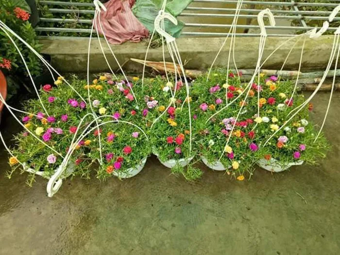 Lạ đời hoa mười giờ nở hoa cả ngày không “ngủ” - Báo Người Lao Động