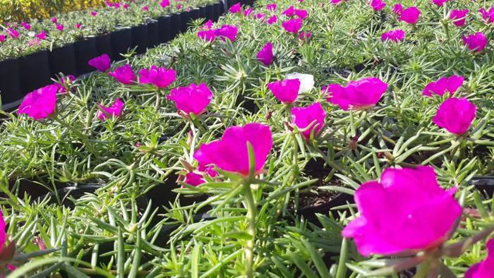 Hình ảnh hoa mười giờ đẹp nhất
