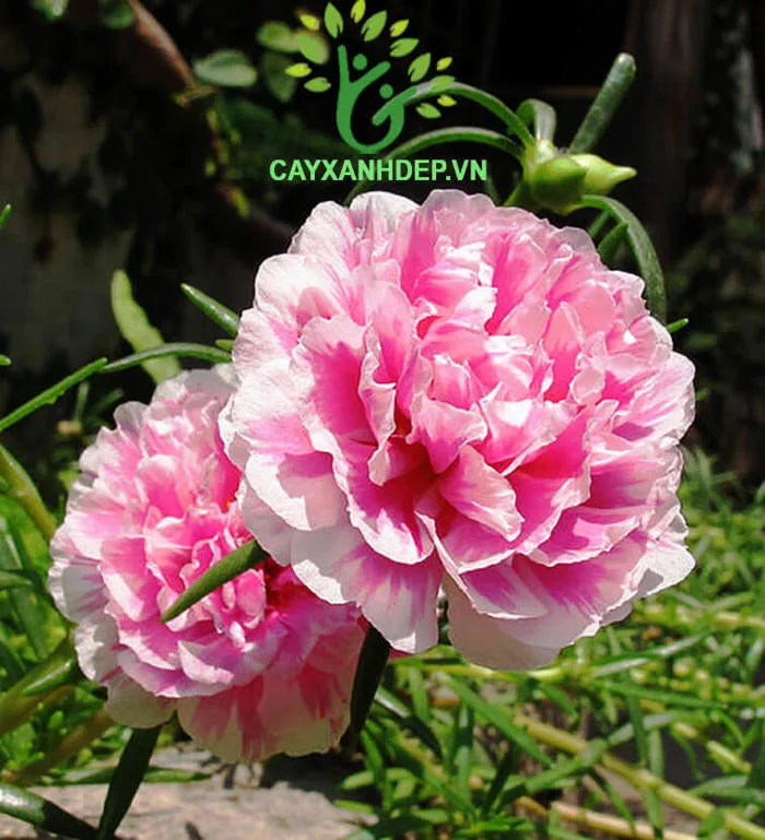 Hoa Mười Giờ Mỹ | Cây Xanh Đẹp