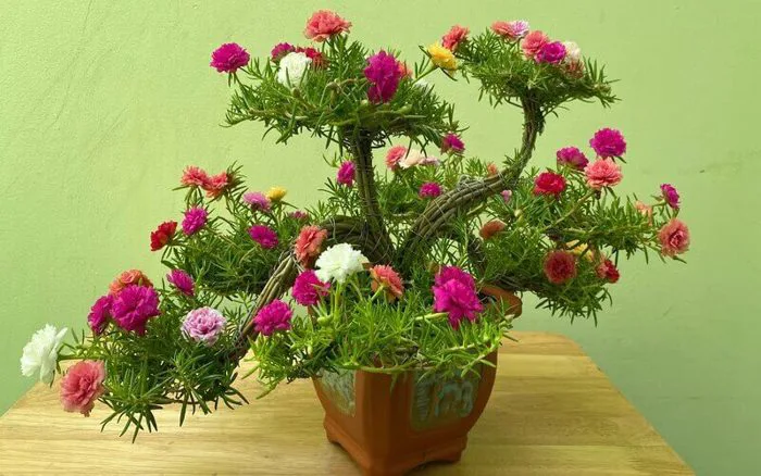 Bonsai hoa mười giờ: Cách trồng, chăm sóc, hình ảnh đẹp nhất