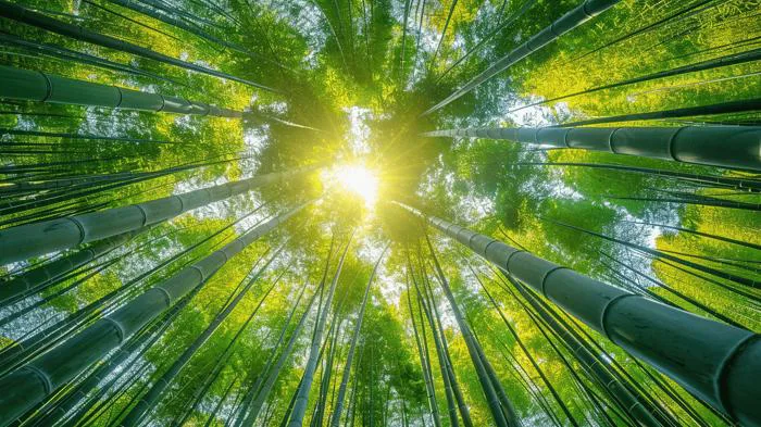 Hình ảnh Nền Ánh Nắng Ban Mai, Ánh Nắng Ban Mai Vector Nền Và Tập Tin Tải  về Miễn Phí | Pngtree