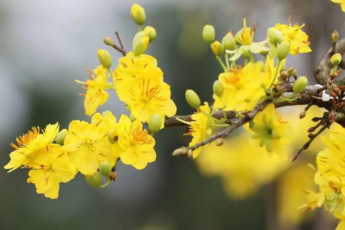 TOP 12+ Hoa tết trang trí đẹp và ý nghĩa nhất (2024)