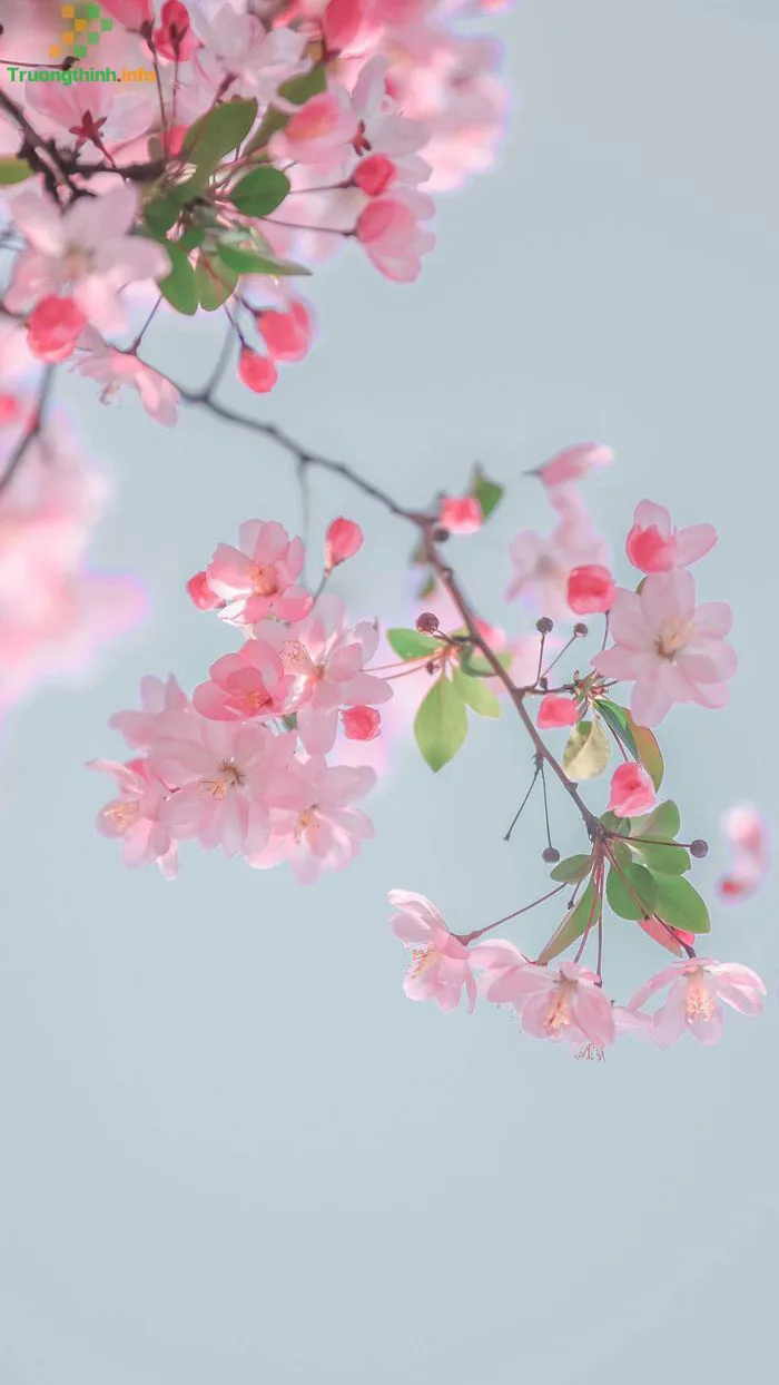 1️⃣】 20 Hình ảnh hoa đào ngày Tết đẹp mừng năm mới ™