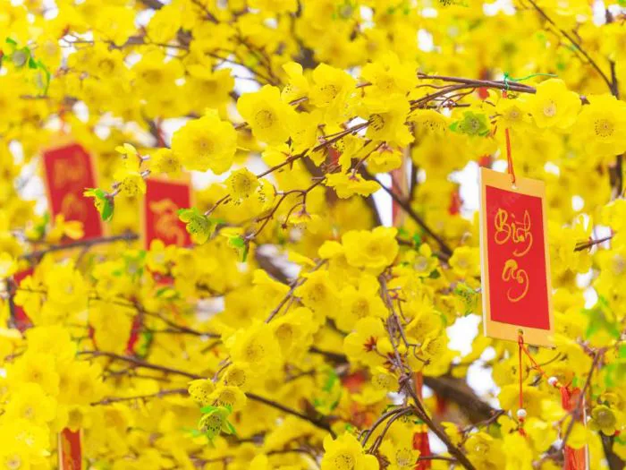 Ý nghĩa các loài hoa ngày Tết