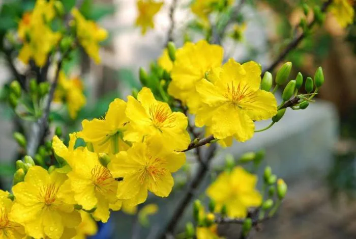 Hình ảnh Hoa Đẹp Ngày Tết - Ảnh đẹp hoa Tết