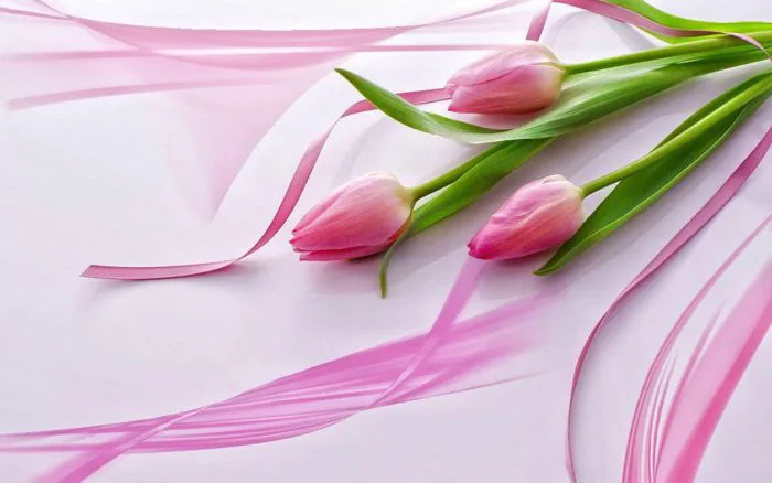 Tổng Hợp Hình Nền Hoa Tulip đẹp Nhất Năm 2025