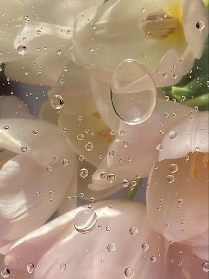 100+ hình nền hoa tulip Full HD 4K cực trang nhã thanh lịch | Yody