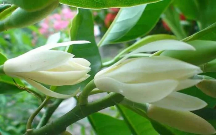 hoa ngọc lan trắng - Công Ty TNHH Trúc Vũ Farm