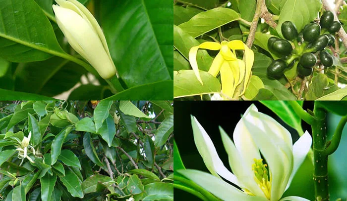 Hoa ngọc lan: Ý nghĩa, hình ảnh, cách trồng, chăm sóc tại nhà