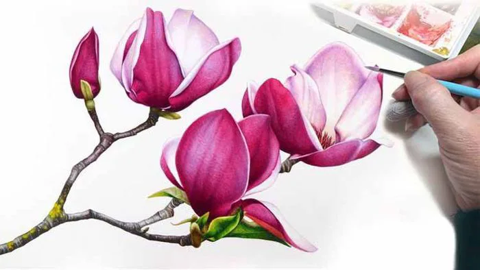 Tổng hợp hình ảnh hoa Ngọc Lan đẹp nhất - Ảnh hoa đẹp