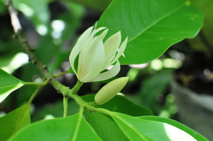 Hoa ngọc lan: Đẹp dịu dàng, cuốn hút, thơm nhẹ nhàng, quyến rũ - FLoLi