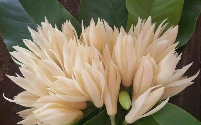Hoa Ngọc lan: Ý nghĩa, công dụng, đặc điểm và cách trồng, chăm sóc – Flosa