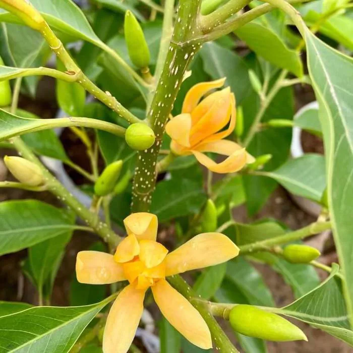 Hoa ngọc lan: Đẹp dịu dàng, cuốn hút, thơm nhẹ nhàng, quyến rũ - FLoLi