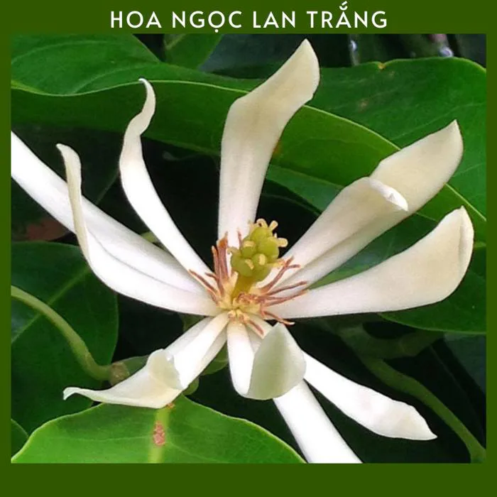 Hoa Ngọc Lan | is336.p11-9