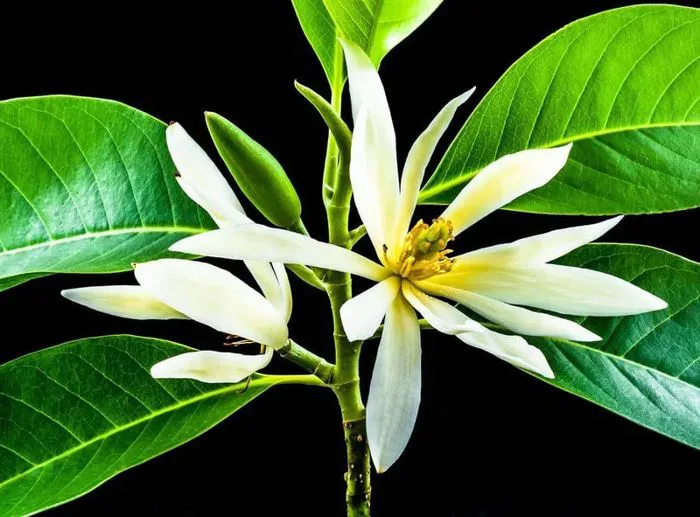 Hoa Ngọc lan: Ý nghĩa, công dụng, đặc điểm và cách trồng, chăm sóc – Flosa
