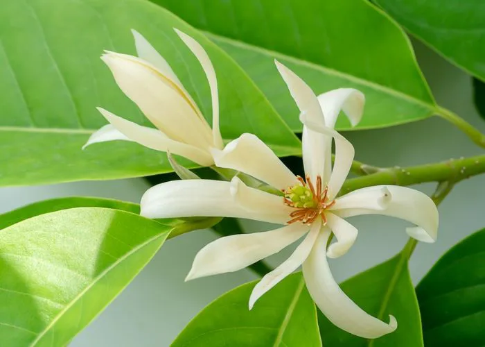 Hoa ngọc lan: Ý nghĩa loài hoa mang vẻ đẹp dịu dàng
