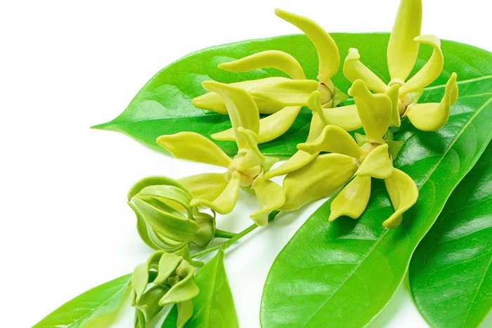 Hoa Ngọc Lan Tây: Khám Phá Cách Trồng và Chăm Sóc Cực Đơn Giản