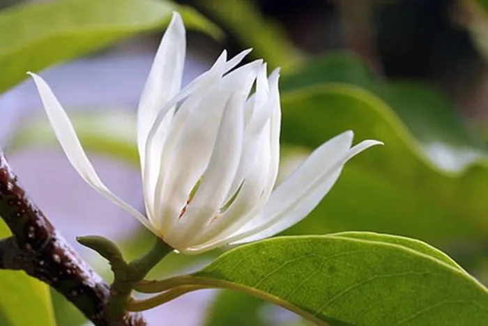 Tổng hợp những hình ảnh hoa ngọc lan đẹp nhất