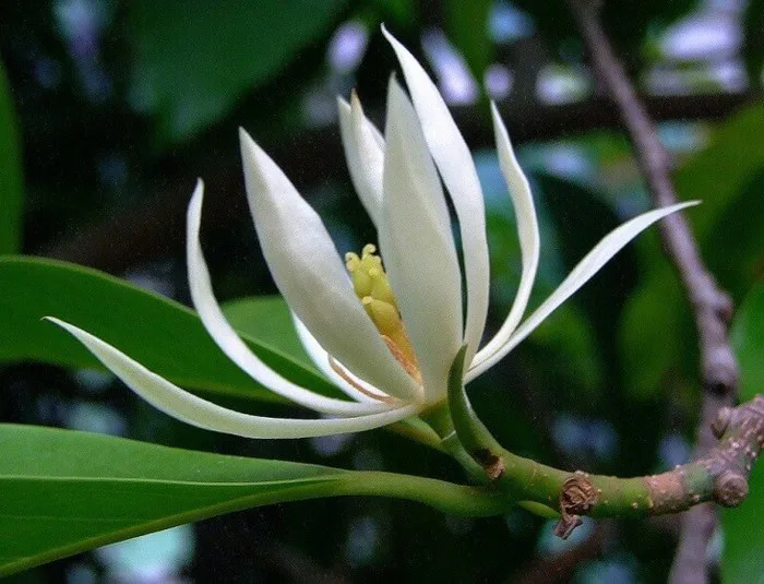 Hoa ngọc lan: Đẹp dịu dàng, cuốn hút, thơm nhẹ nhàng, quyến rũ - FLoLi