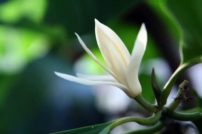 Tổng hợp những hình ảnh hoa ngọc lan đẹp nhất