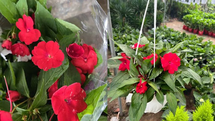 Hoa Ngọc Thảo - Sắc Xuân rực rỡ, tài lộc sum vầy