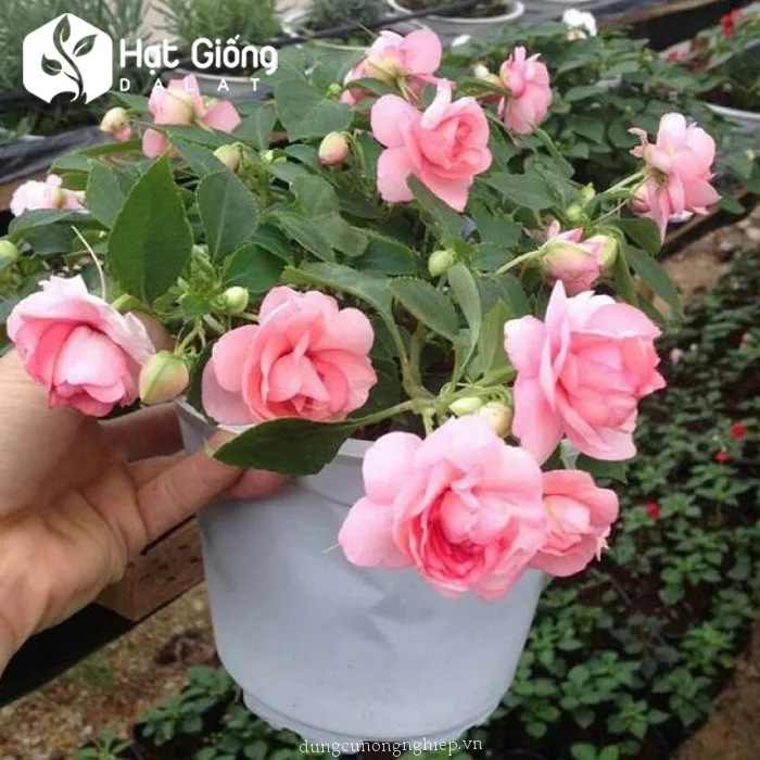 Hạt Giống Hoa Ngọc Thảo Đơn Mix - Hoa đẹp cho không gian nhà bạn
