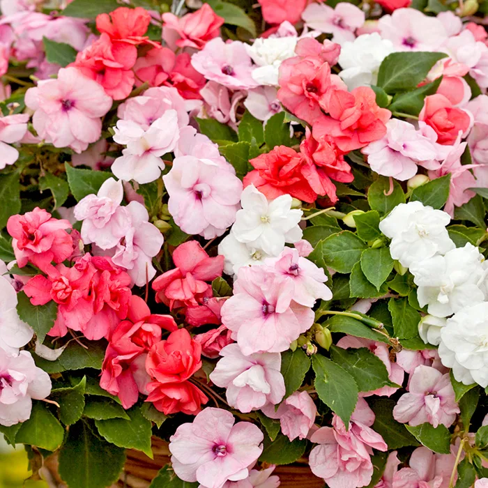 Hạt Giống Hoa NGọc Thảo Kép