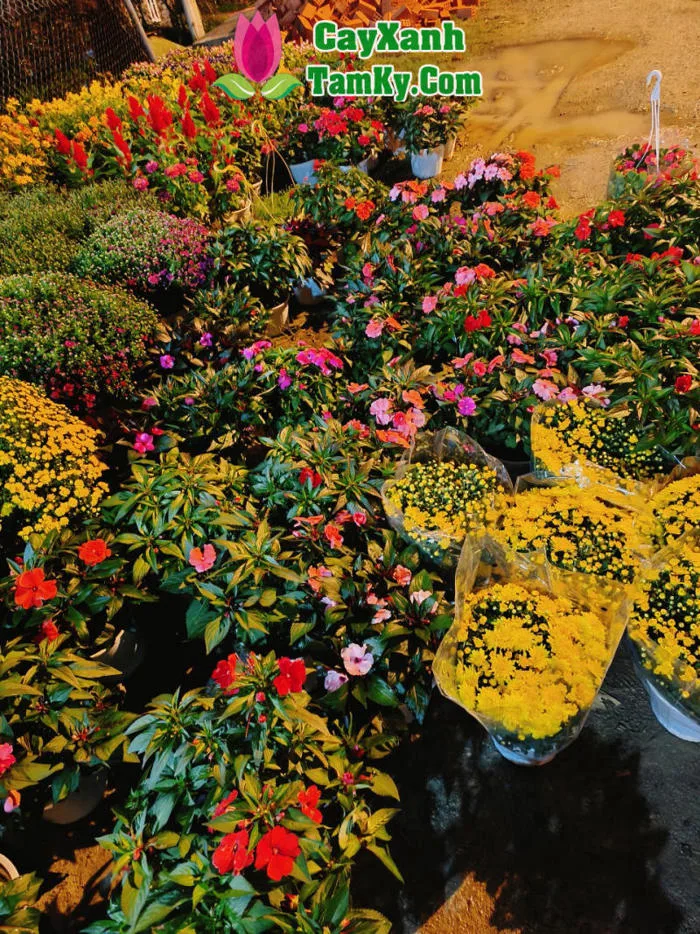 Cây hoa ngọc thảo - Đặc điểm, giá bán, ý nghĩa, công dụng, cách trồng và  chăm sóc cây hoa ngọc thảo - Cây Xanh Tam Kỳ