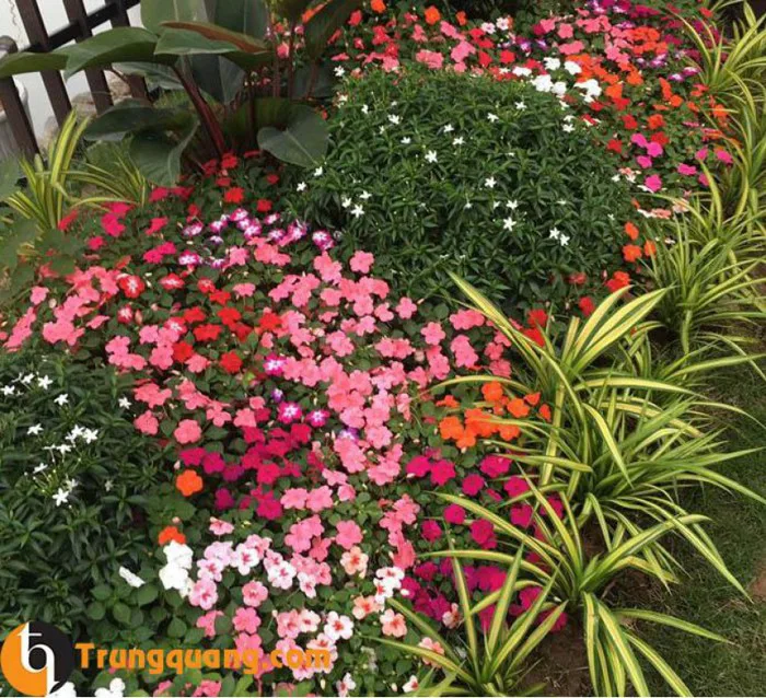 Cây hoa Ngọc Thảo Đơn nhiều màu - Cây Cảnh Trung Quang