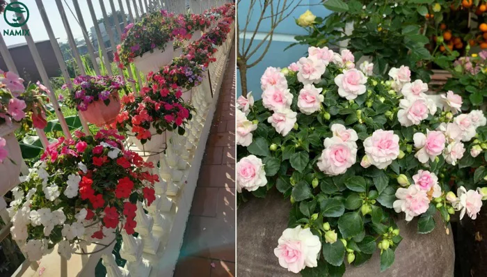 Hoa Ngọc Thảo - Đặc điểm, cách trồng và chăm sóc cây