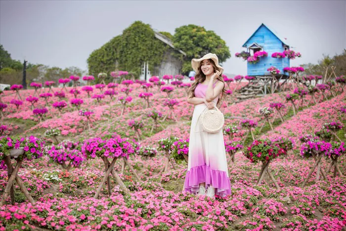 Đồi hoa ngọc thảo, dạ yến thảo đẹp như tranh tại Hà Nội bung nở trước tết