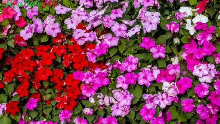Hoa ngọc thảo: Ý nghĩa, hình ảnh, cách trồng, chăm sóc tại nhà
