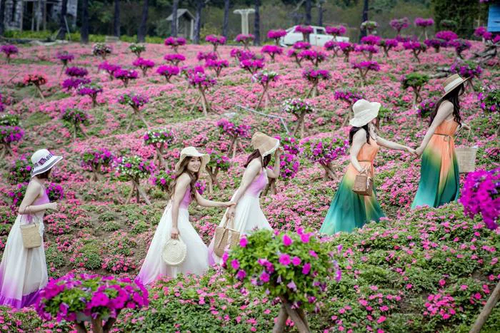 Đồi hoa ngọc thảo hồng đẹp như tranh vẽ tại Hà Nội | Báo Dân trí