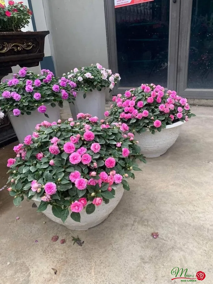 Hoa Ngọc Thảo
