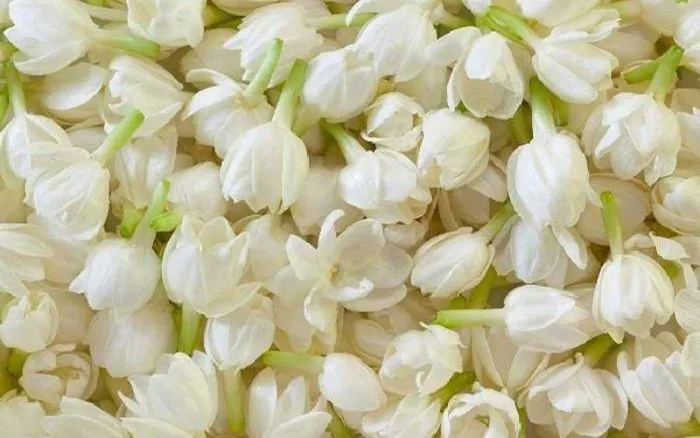 Cây hoa nhài: Ý nghĩa, hình ảnh, cách trồng, chăm sóc tại nhà