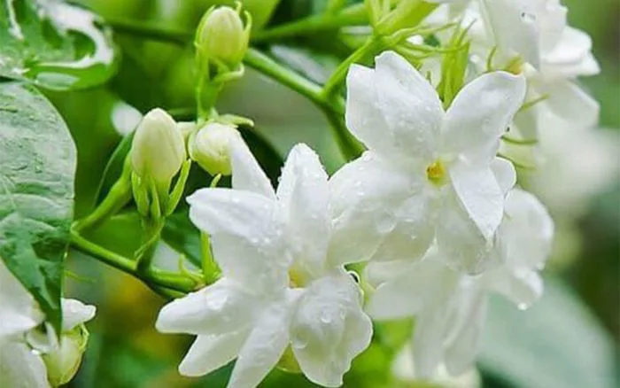 Cây hoa nhài: Ý nghĩa, hình ảnh, cách trồng, chăm sóc tại nhà