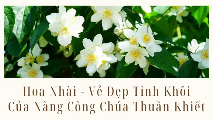 Hoa Nhài - Vẻ Đẹp Tinh Khôi Của Nàng Công Chúa Thuần Khiết