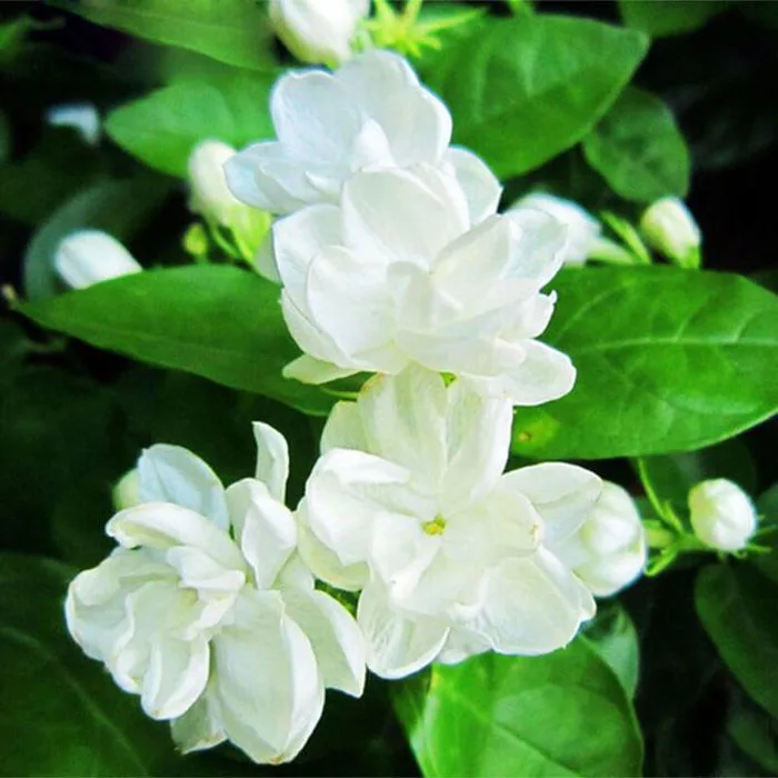 Hình ảnh hoa nhài đẹp nhất -