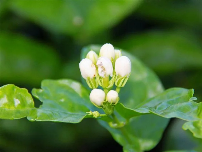 Blog ảnh tổng hợp: Hình nền hoa nhài đẹp nhất