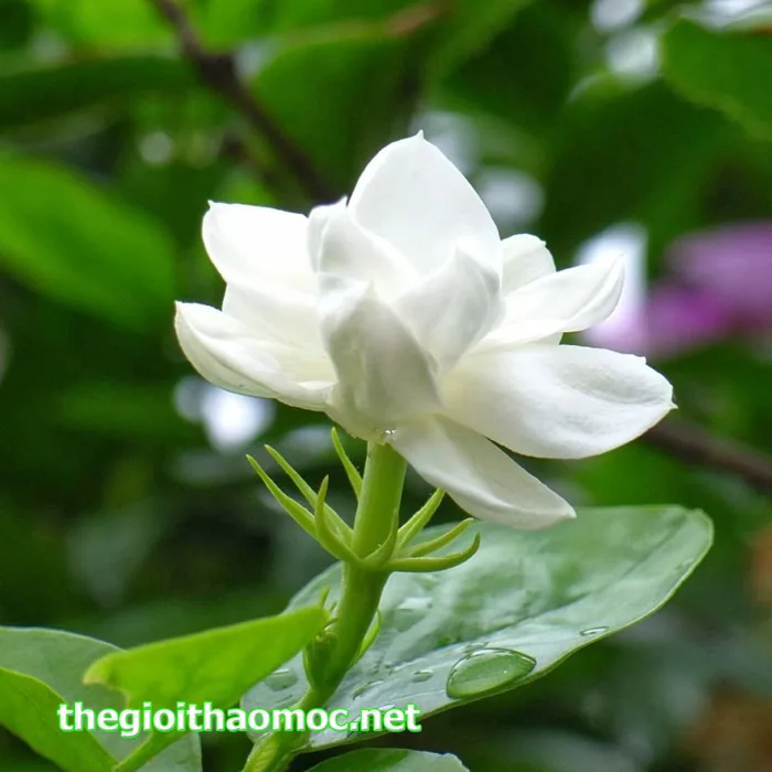 Những hình ảnh hoa nhài đẹp nhất