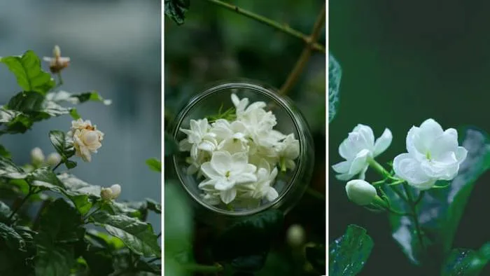 99+ Hình nền hoa nhài đẹp cho điện thoại đẹp sắc nét 4K