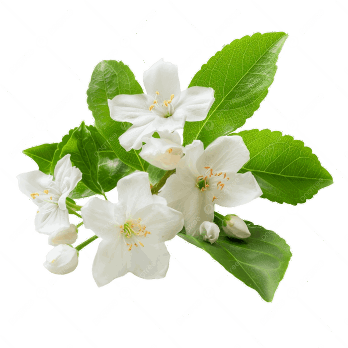 Hình ảnh Hoa Nhài PNG , Hoa Lài, Cánh Hoa Trắng Thơm, Hương Hoa PNG trong  suốt và Vector để tải xuống miễn phí