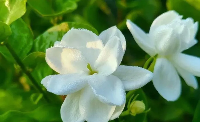Hoa nhài vừa đẹp vừa thơm nhưng 4 kiểu người này không nên trồng, không  phải mê tín mà có cơ sở cả