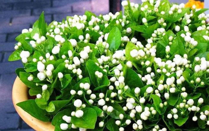 Cây hoa nhài: Ý nghĩa, hình ảnh, cách trồng, chăm sóc tại nhà