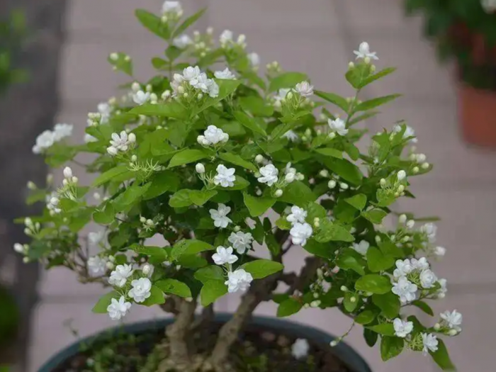 Hoa nhài vừa đẹp vừa thơm nhưng tại sao nhiều người không muốn trồng? Đây  là lý do