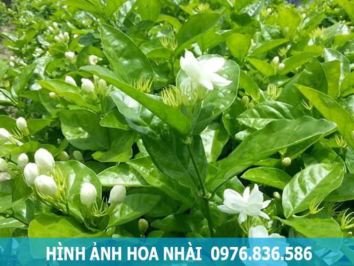 Hoa nhài hỗ trợ giải độc gan - Thảo Dược Hòa Bình